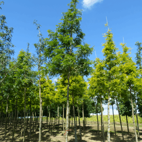 GLEDITSIA triacanthos 'Shademaster' – Image 6
