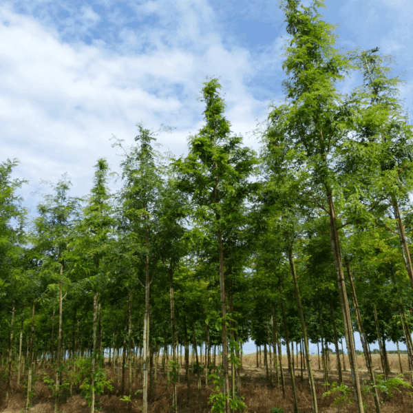 GLEDITSIA triacanthos 'Shademaster' – Image 5