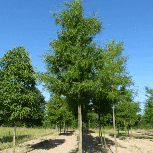 GLEDITSIA triacanthos 'Shademaster' – Image 4