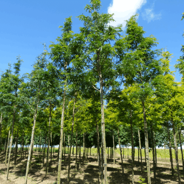 GLEDITSIA triacanthos 'Shademaster' – Image 3