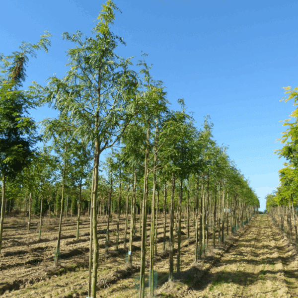 GLEDITSIA triacanthos 'Shademaster' – Image 2