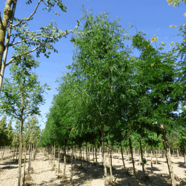 GLEDITSIA triacanthos 'Skyline' – Image 9
