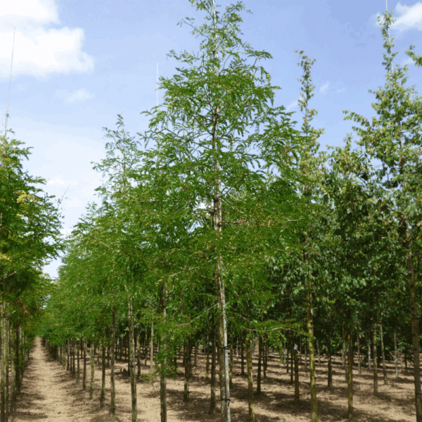 GLEDITSIA triacanthos 'Skyline' – Image 8