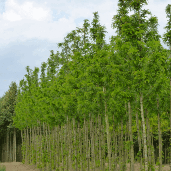 GLEDITSIA triacanthos 'Skyline' – Image 7