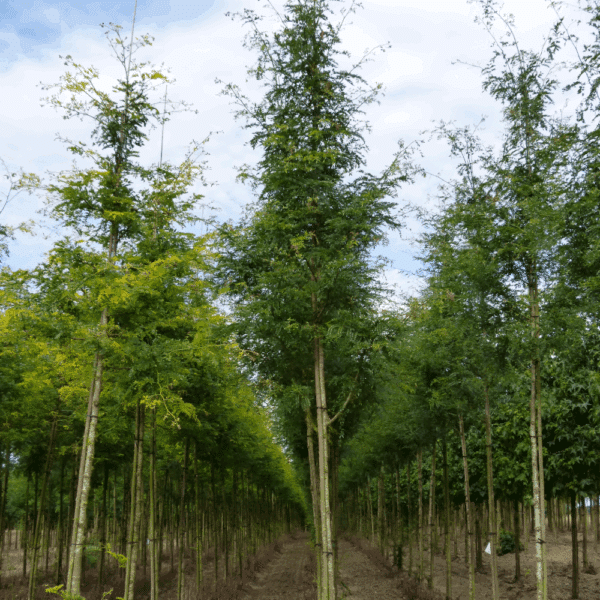 GLEDITSIA triacanthos 'Skyline' – Image 6