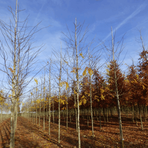 GLEDITSIA triacanthos 'Skyline' – Image 5