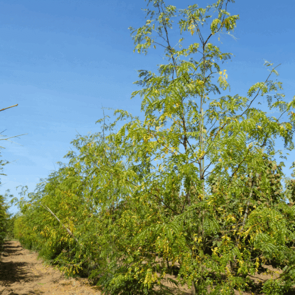 GLEDITSIA triacanthos 'Skyline' – Image 3