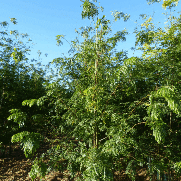 GLEDITSIA triacanthos 'Skyline' – Image 4