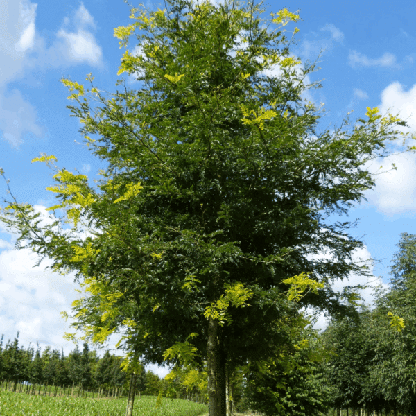 GLEDITSIA triacanthos 'Skyline' – Image 2