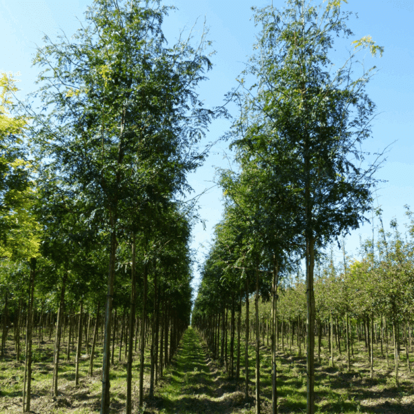 GLEDITSIA triacanthos 'Skyline' – Image 12