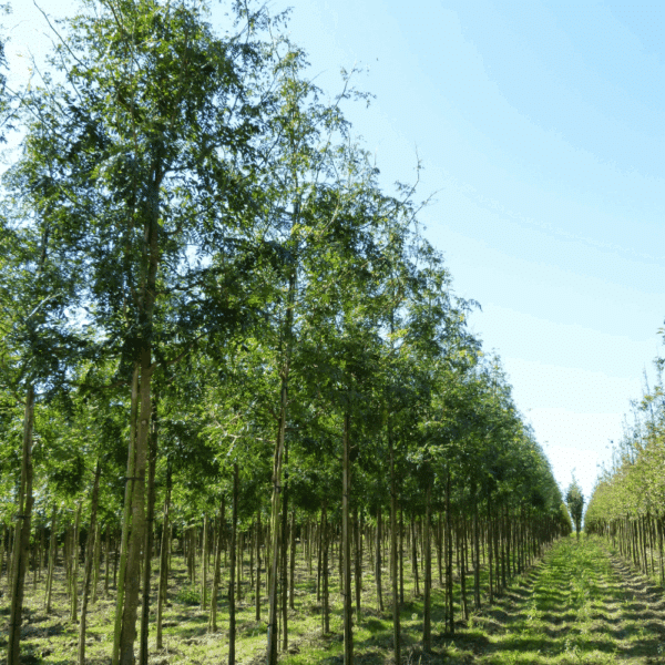 GLEDITSIA triacanthos 'Skyline' – Image 11