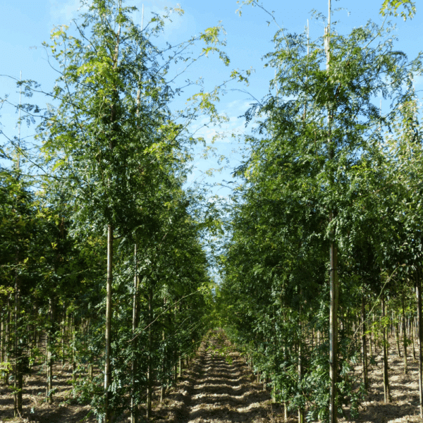GLEDITSIA triacanthos 'Skyline' – Image 10