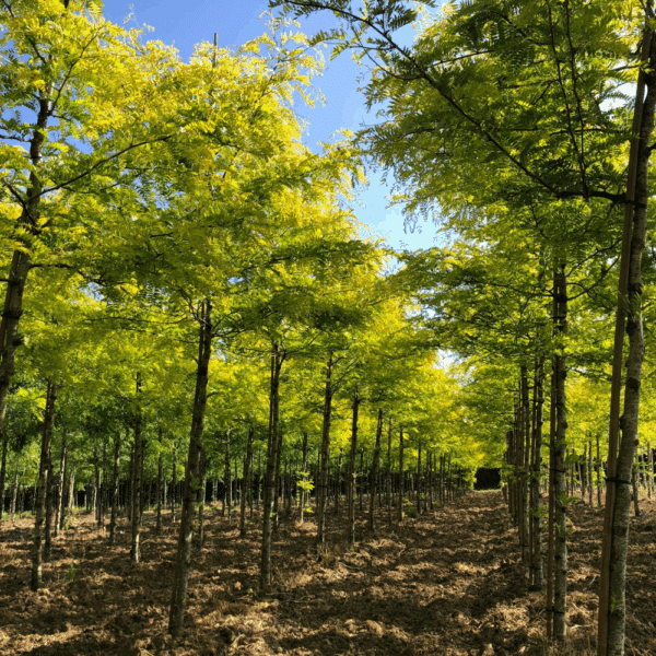 GLEDITSIA triacanthos 'Sunburst' – Image 2
