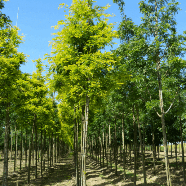 GLEDITSIA triacanthos 'Sunburst' – Image 6