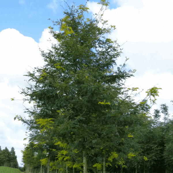 GLEDITSIA triacanthos 'Sunburst' – Image 10