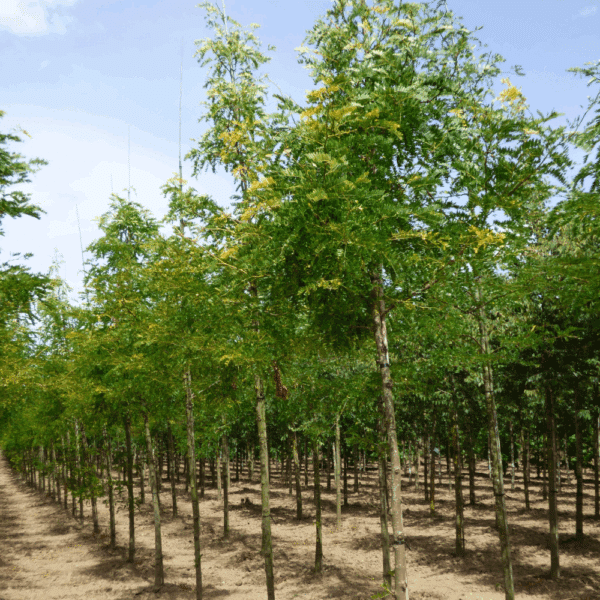 GLEDITSIA triacanthos 'Sunburst' – Image 9