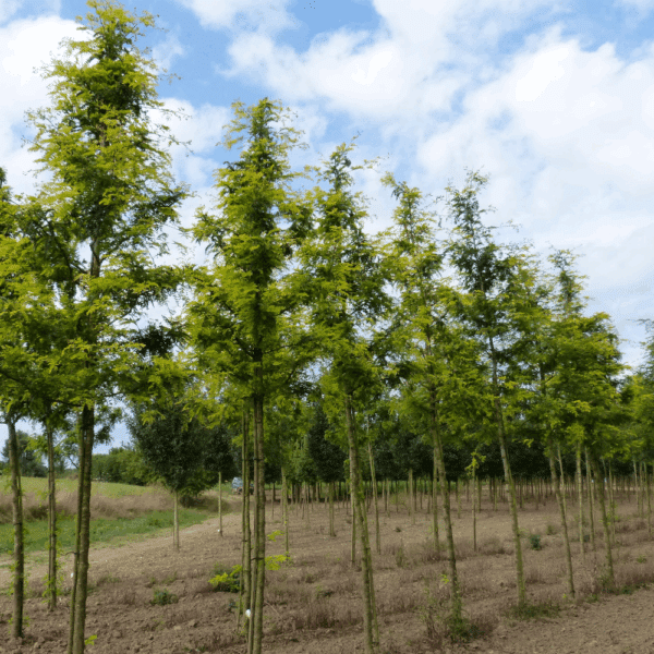 GLEDITSIA triacanthos 'Sunburst' – Image 8