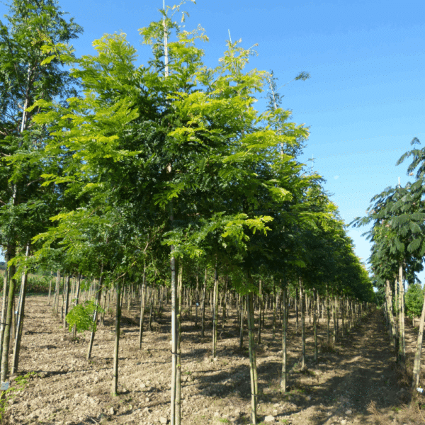 GLEDITSIA triacanthos 'Sunburst' – Image 5