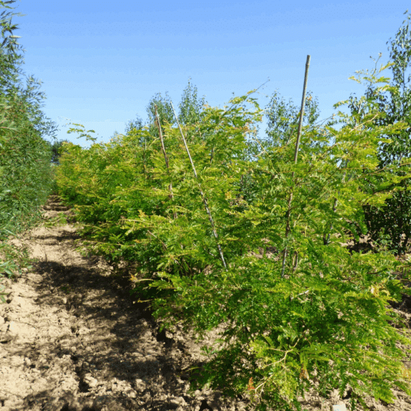 GLEDITSIA triacanthos 'Sunburst' – Image 4
