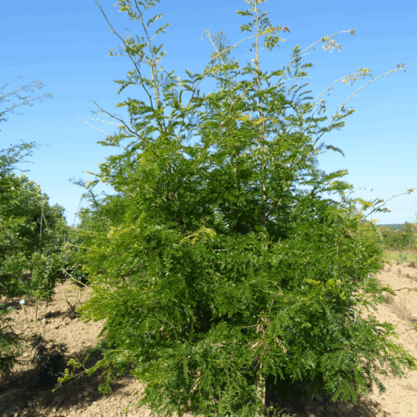 GLEDITSIA triacanthos 'Sunburst' – Image 7
