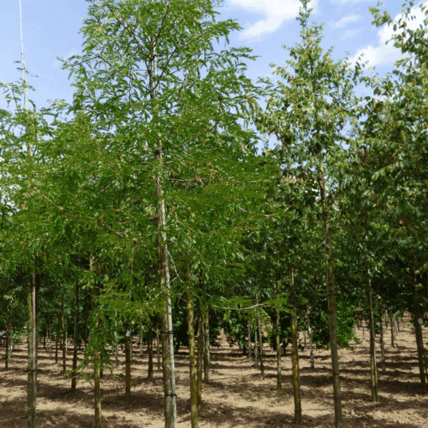 GLEDITSIA triacanthos 'f. inermis'  – Image 2