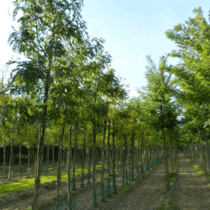 GLEDITSIA triacanthos 'f. inermis' 