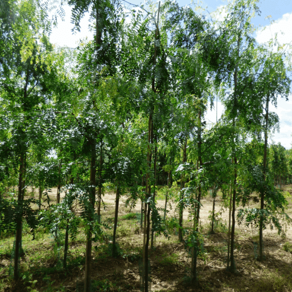 GLEDITSIA triacanthos 'f. inermis'  – Image 5