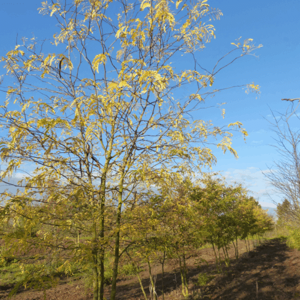GLEDITSIA triacanthos 'f. inermis'  – Image 6
