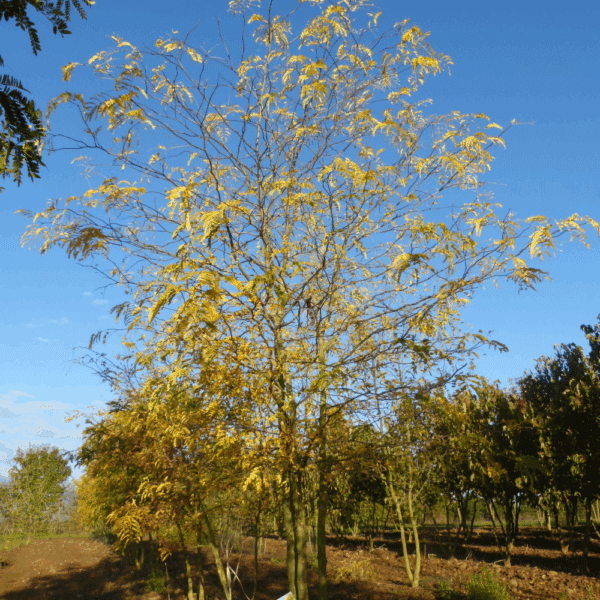 GLEDITSIA triacanthos 'f. inermis'  – Image 3