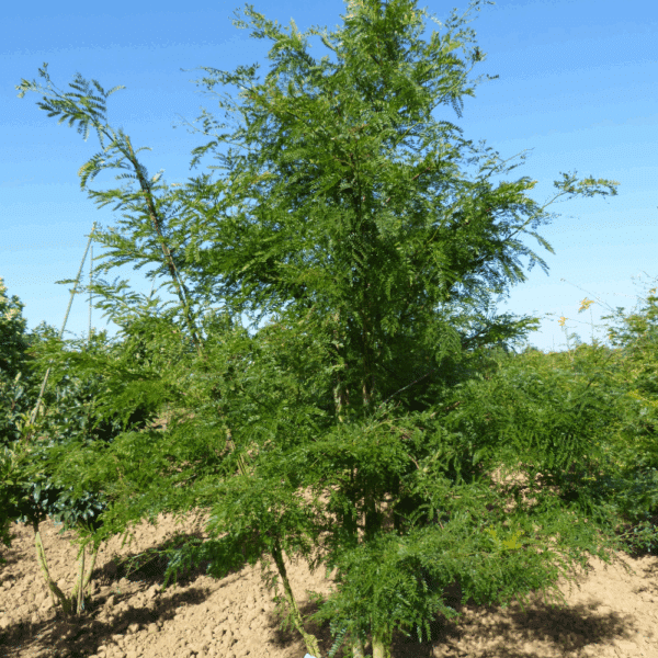 GLEDITSIA triacanthos 'f. inermis'  – Image 4