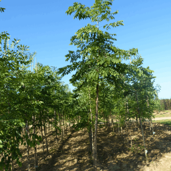 GYMNOCLADUS dioicus – Image 3