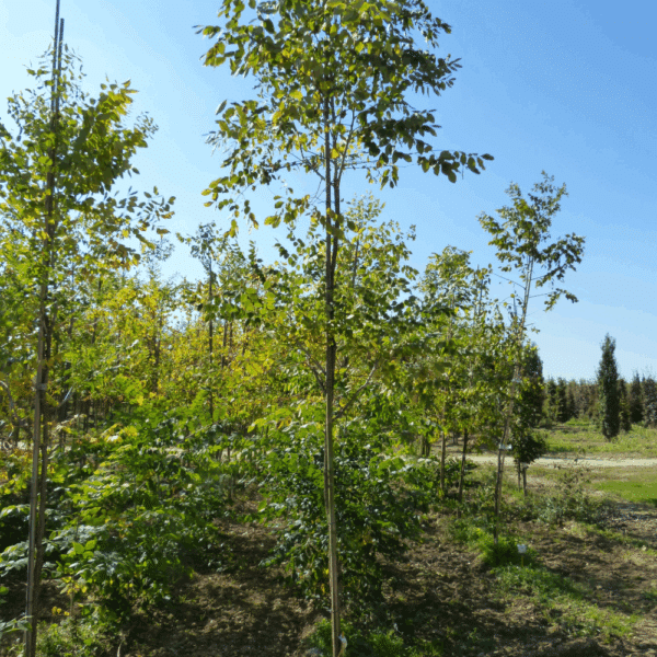 GYMNOCLADUS dioicus – Image 2