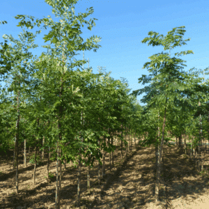 GYMNOCLADUS dioicus