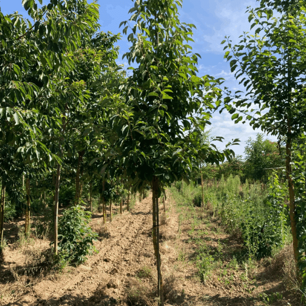 HALESIA carolina – Image 3
