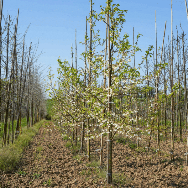 HALESIA 'monticola' – Image 2