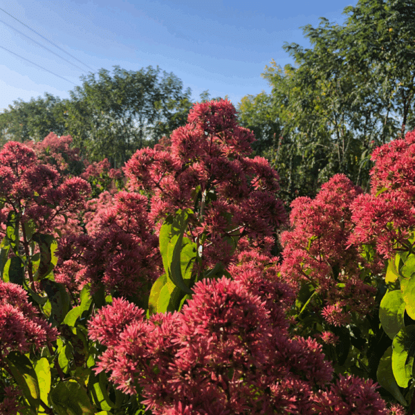 HEPTACODIUM miconioides – Image 2