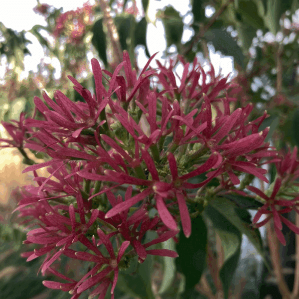 HEPTACODIUM miconioides – Image 5