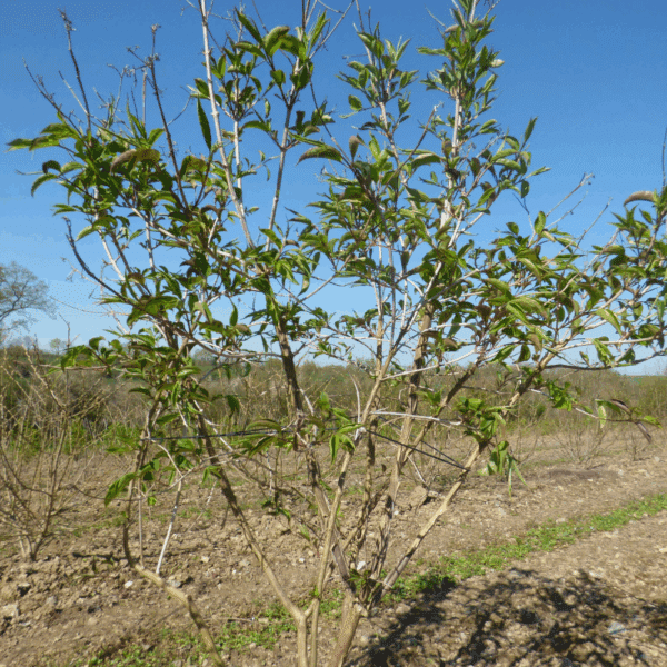HEPTACODIUM miconioides – Image 3