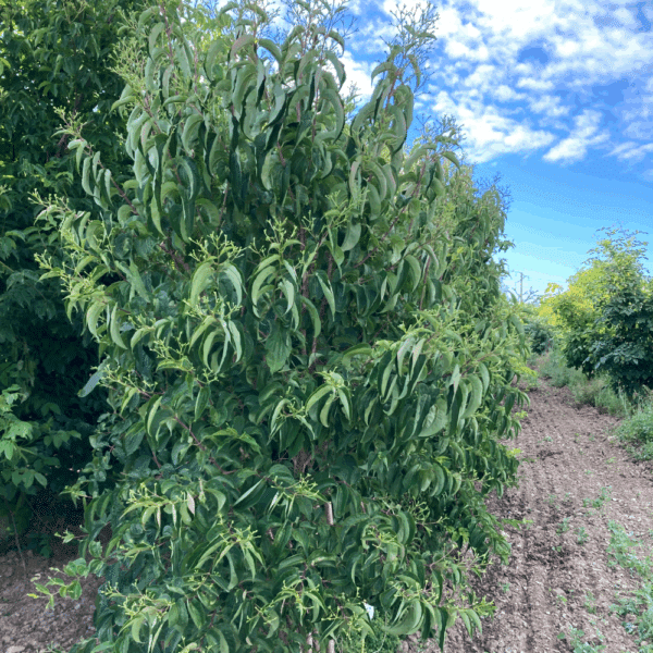 HEPTACODIUM miconioides – Image 6