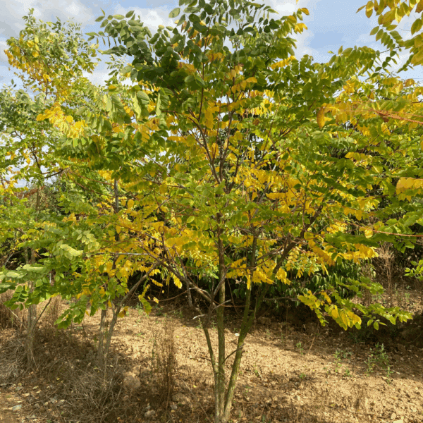 IDESIA polycarpa – Image 2