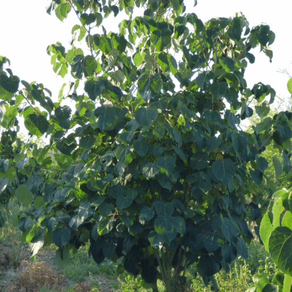 IDESIA polycarpa – Image 5