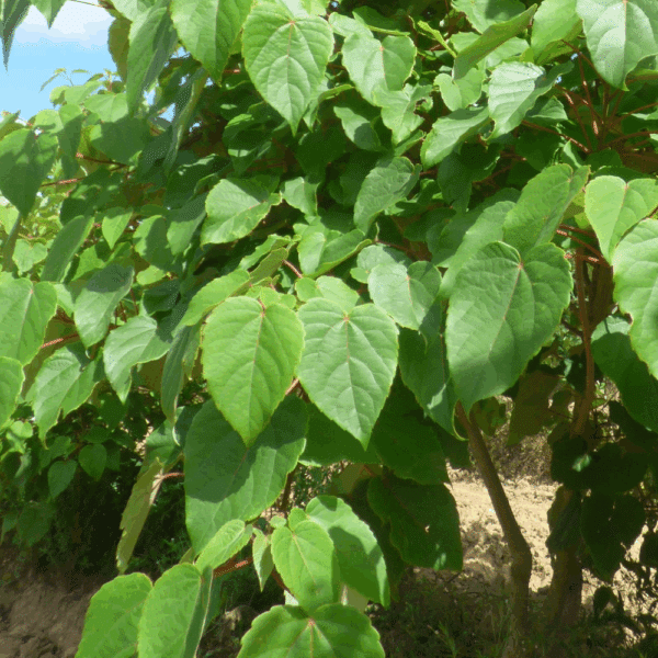 IDESIA polycarpa – Image 3