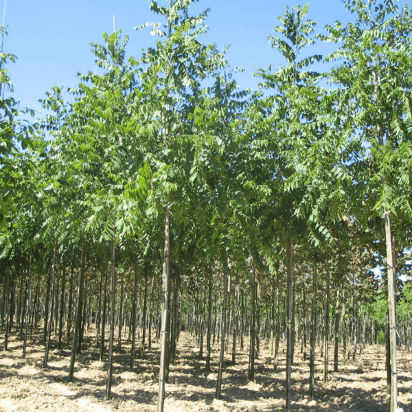 JUGLANS nigra – Image 9