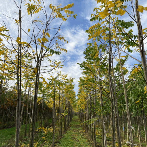 JUGLANS nigra – Image 3