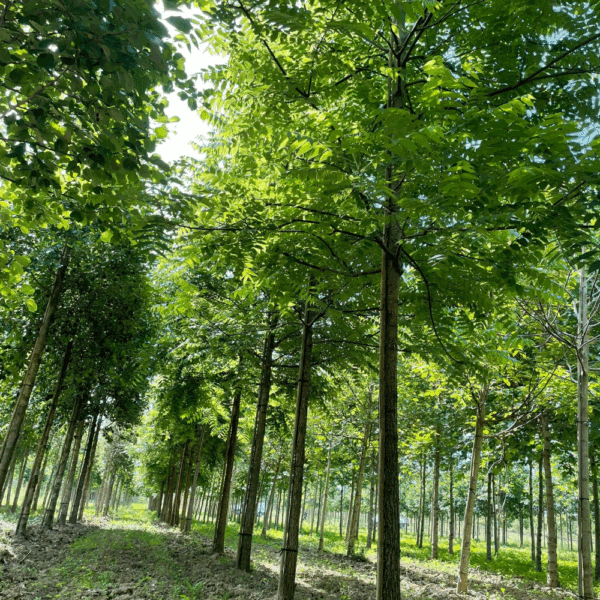 JUGLANS nigra – Image 7