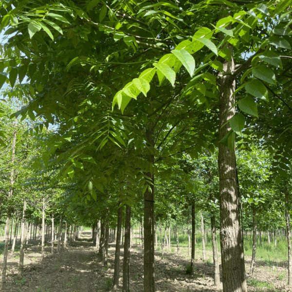 JUGLANS nigra – Image 6