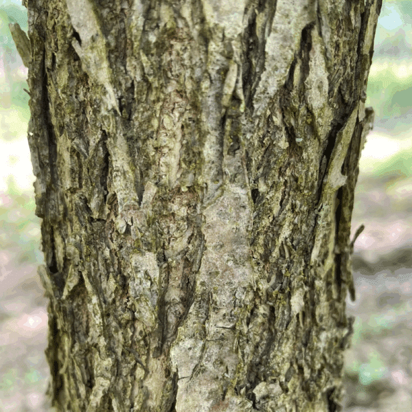 JUGLANS nigra – Image 4