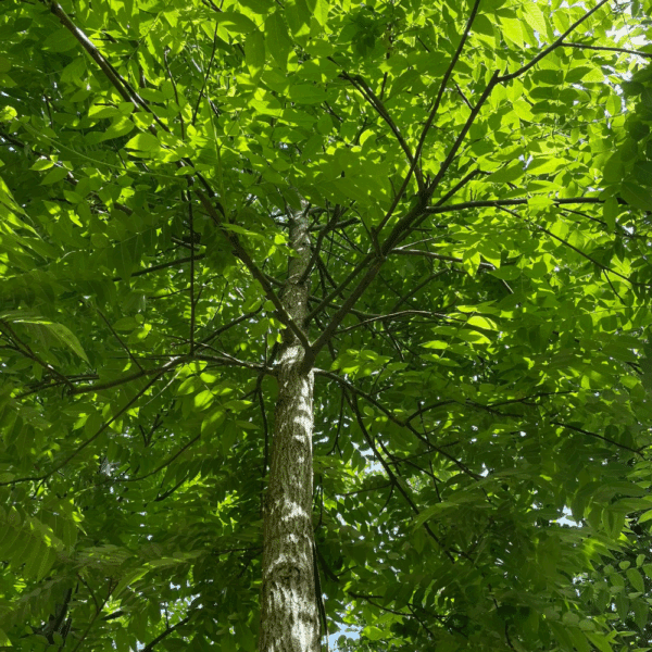 JUGLANS nigra – Image 5
