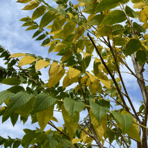 JUGLANS nigra