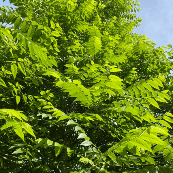 JUGLANS nigra – Image 2